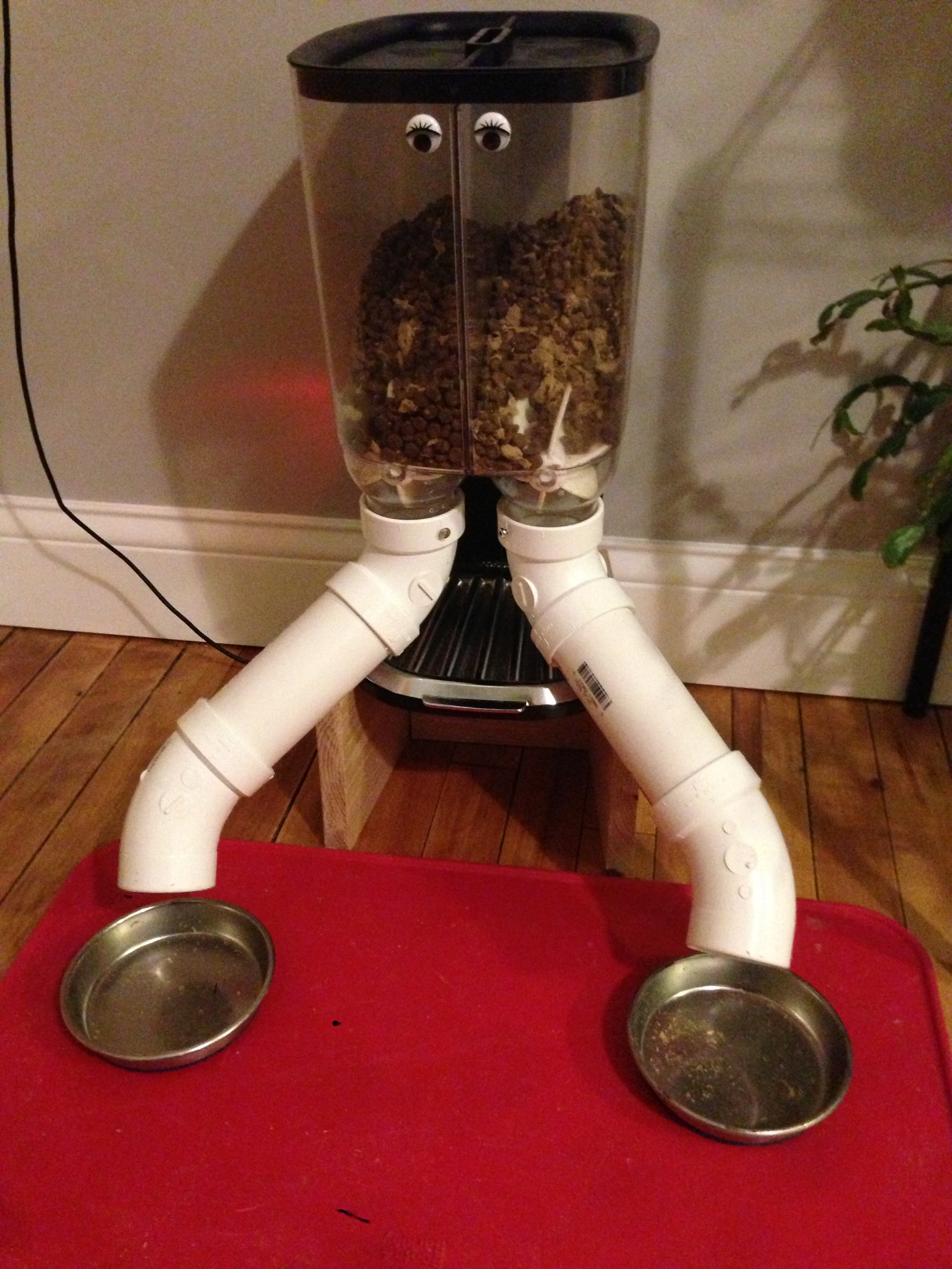 automatic cat feeder